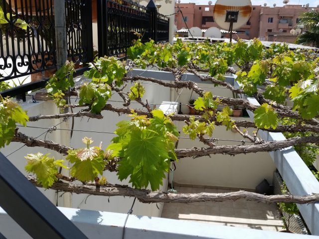 Traiteur Tijani - Marrakech - +212 661-988806