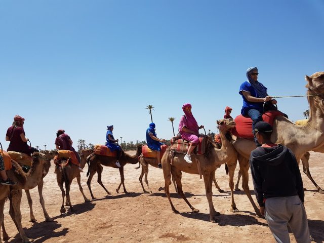 Palm grove "Fantasia" evening with Activ'Travel - Marrakech - +212 5222-70404
