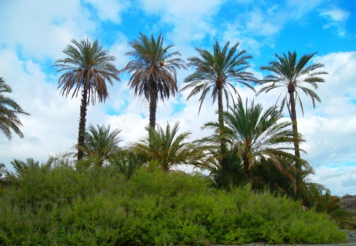 IDIR BEN ALI - Tiflet