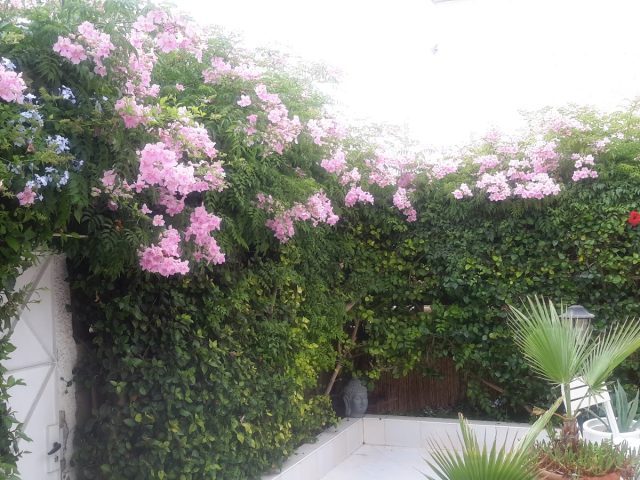 Café Classico - Agadir -
