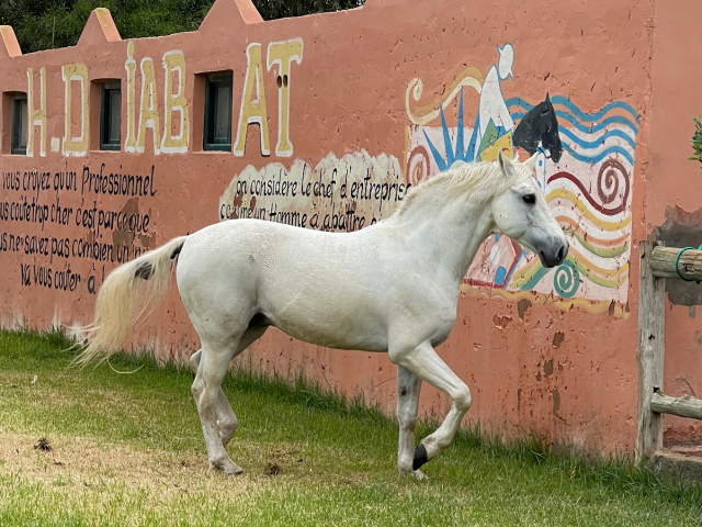 Ranch de Diabat - Diabat - +212 613-049107