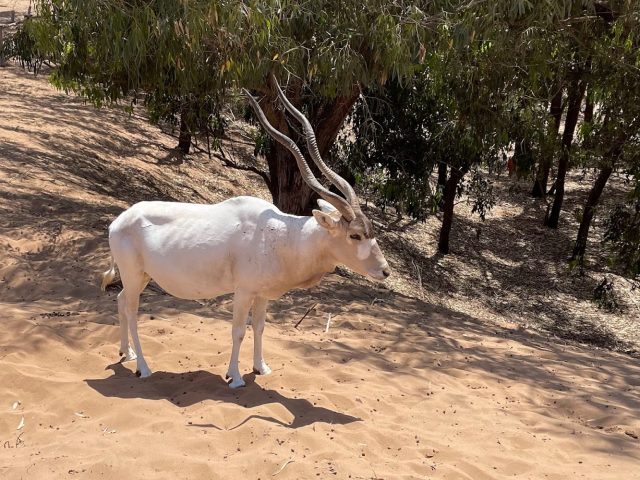 Parc national de Souss-Massa - Sidi Binzarne - +212 654-454762