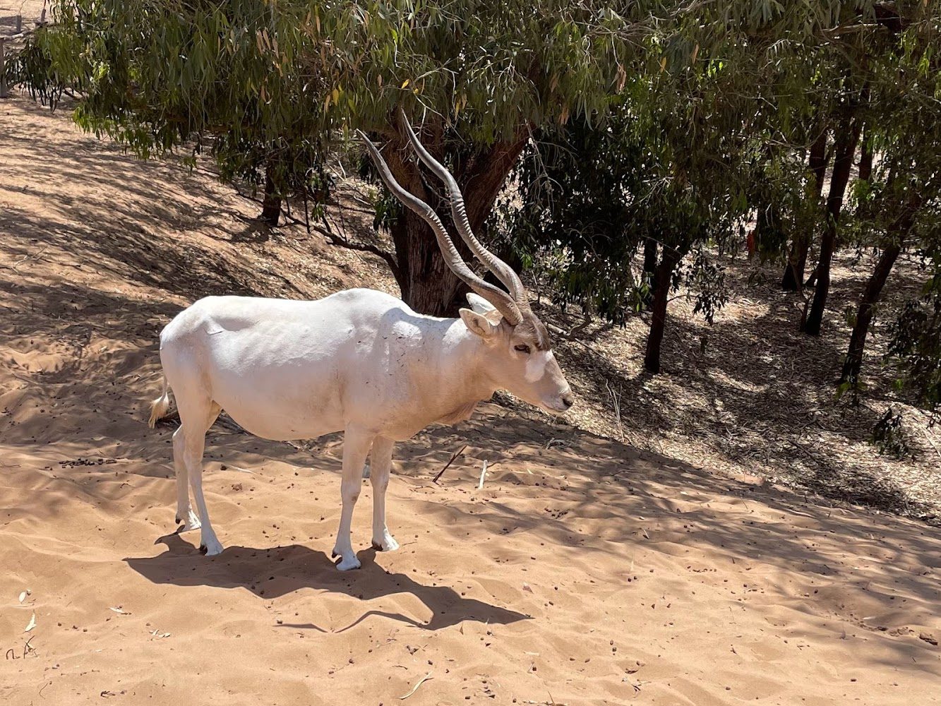 Parc national de Souss-Massa - Sidi Binzarne