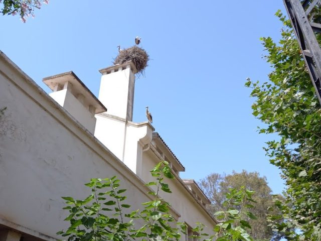 Café Ciconia - Kénitra -