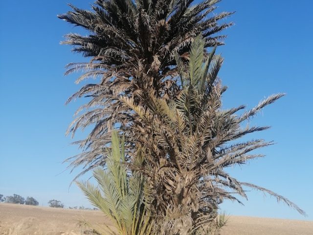 Crèmerie El Farah - Settat -