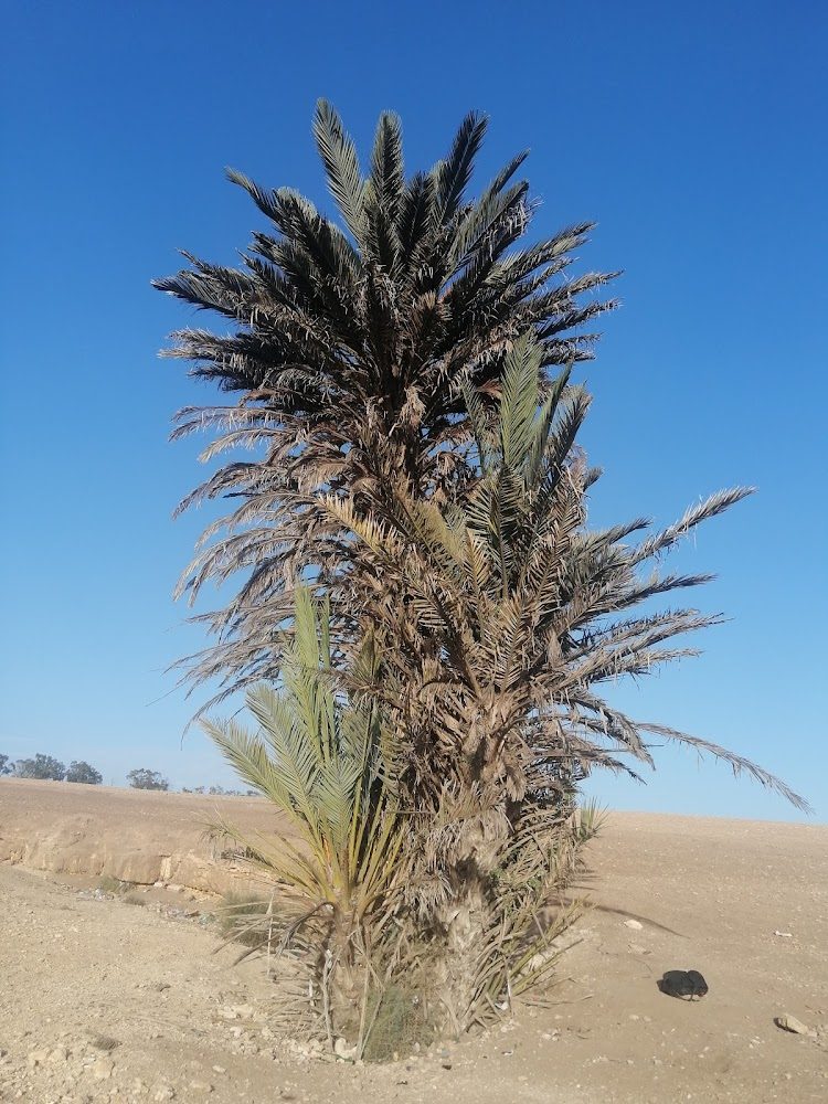 Crèmerie El Farah - Settat