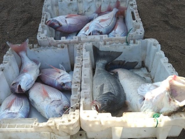 Vente directe de poissons marché couvert - Bouznika -