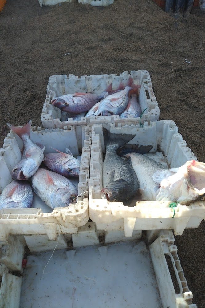 Vente directe de poissons marché couvert - Bouznika
