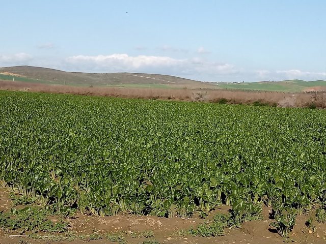 Sucrerie de Bettrave Gharb et Loukkos S.A (SUNABEL) - Mechra Bel Ksiri -