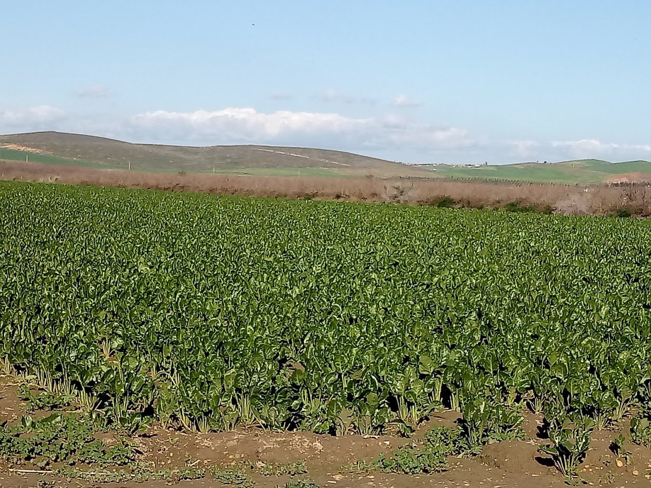 Sucrerie de Bettrave Gharb et Loukkos S.A (SUNABEL) - Mechra Bel Ksiri