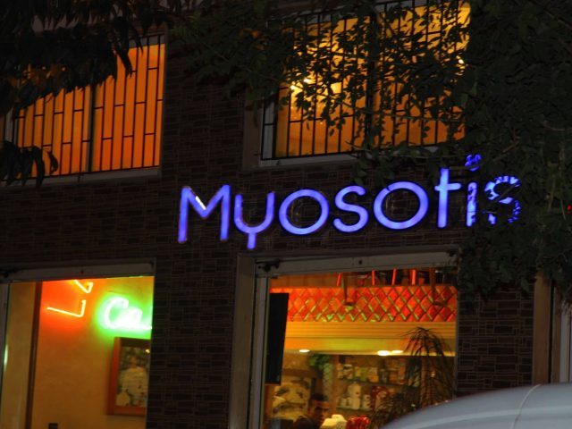 Myosotis - Kénitra -