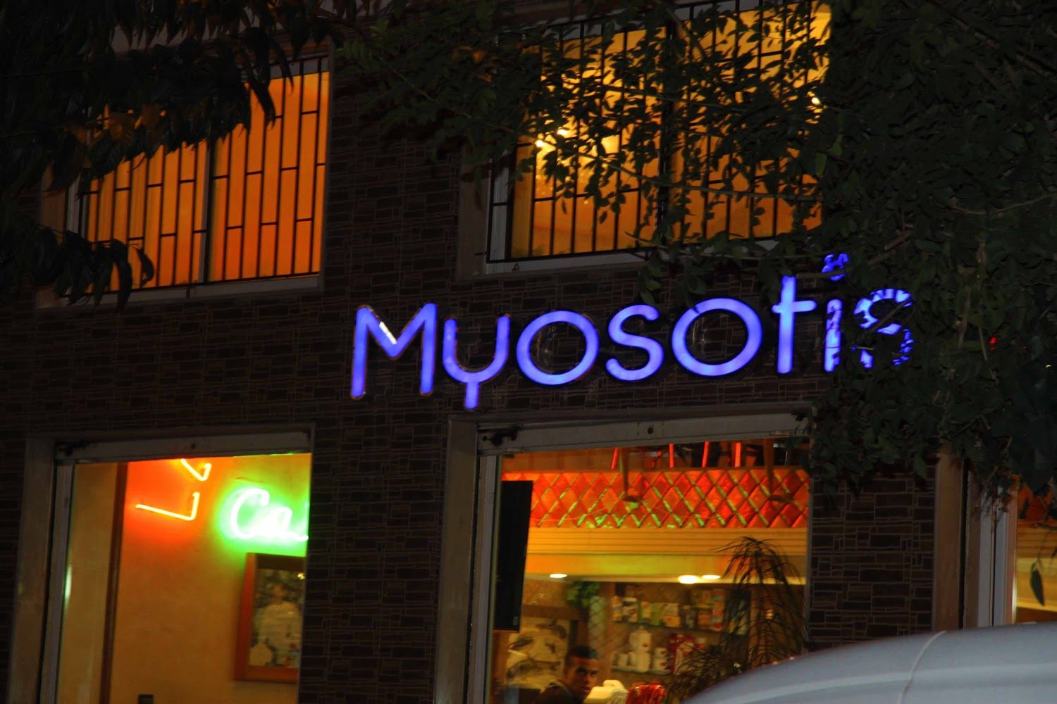 Myosotis - Kénitra