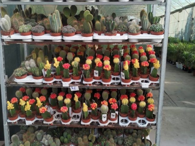 Zanouba Cosmétiques et accéssoires - Casablanca - +212 635-171013