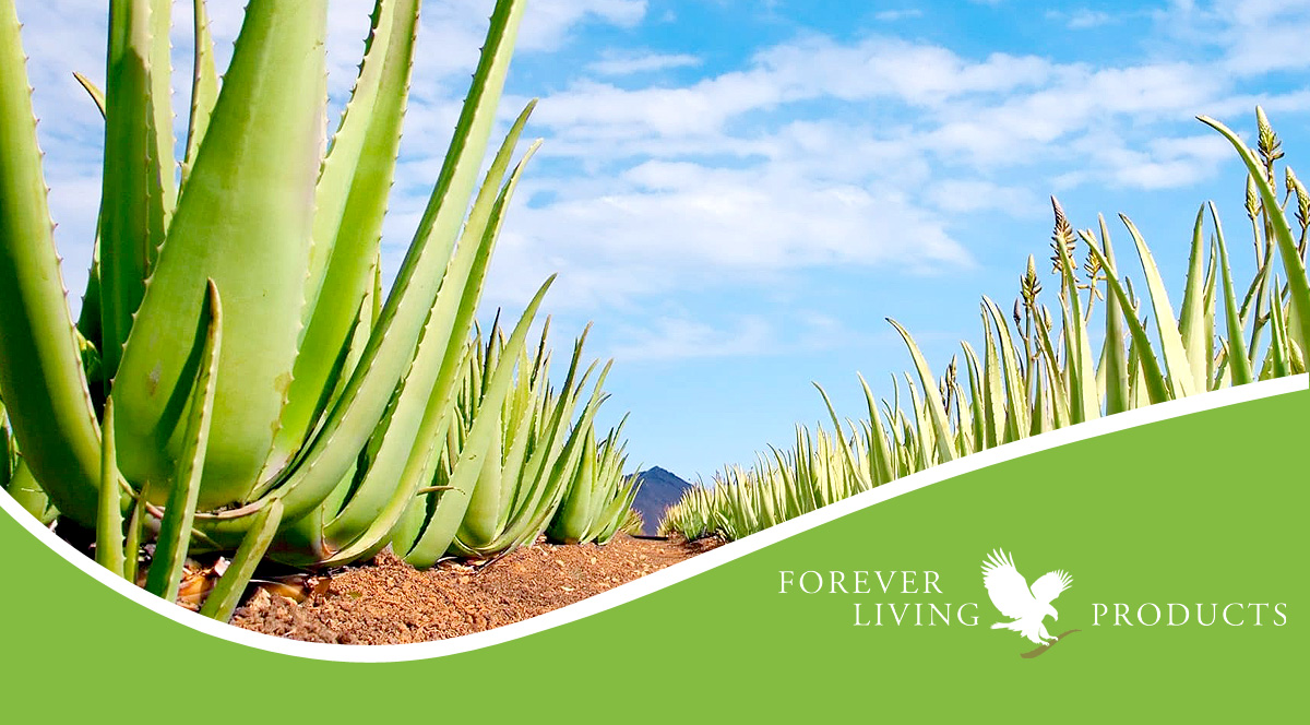 Forever Living Products - Nador