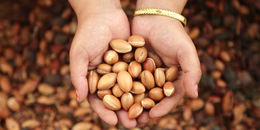 ARGAN DU MAROC THE MOROCCAN OIL SELECTION