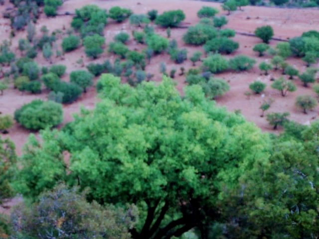 Sté SOVEREIGN MOROCCAN ARGAN OIL SARL - Leqliaa - +212 600-876933