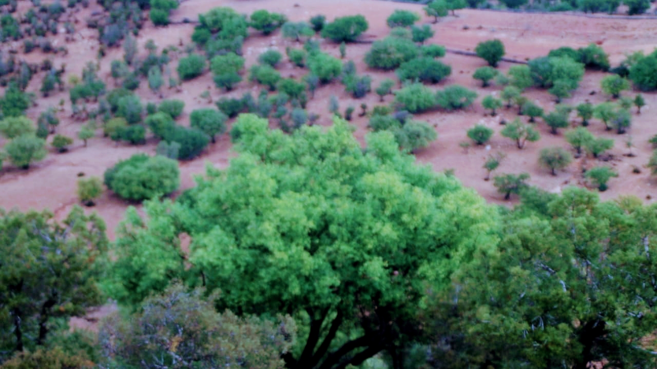 Sté SOVEREIGN MOROCCAN ARGAN OIL SARL - Leqliaa
