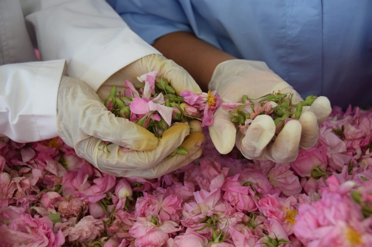 COOPERATIVE AGRICOL WOROUD WAHAT DADES