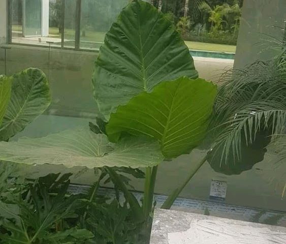 treelife bio maroc - Kénitra - +212 707-044666