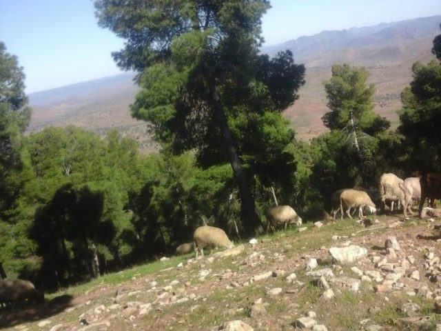 El atifi