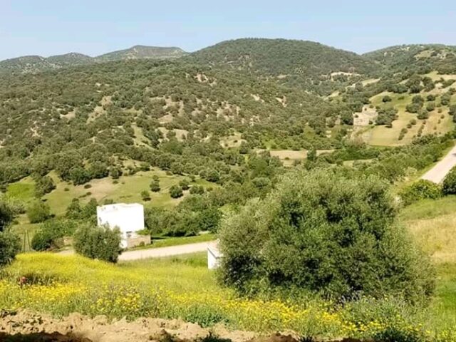 Super marche mustapha -  -