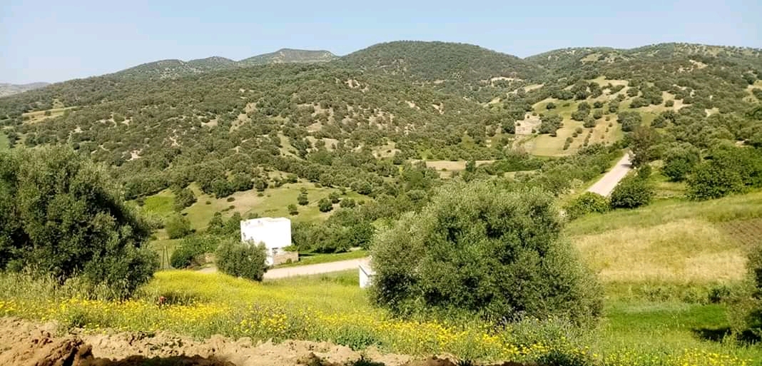 Super marche mustapha