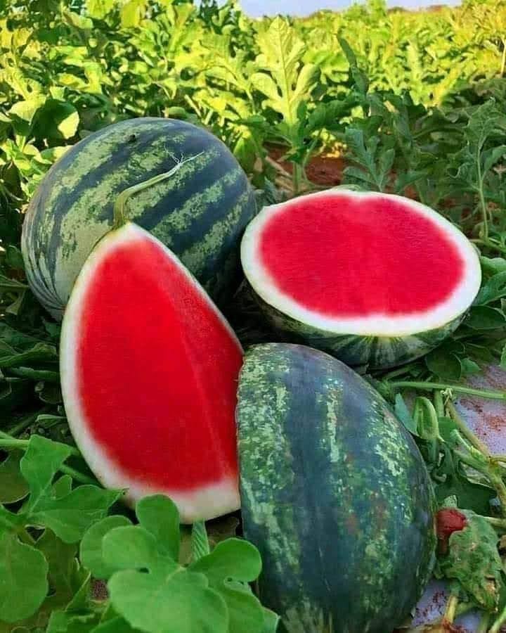 Marchand fruits et légumes