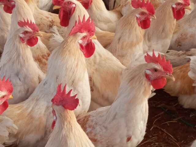 poulet essalam - Marrakech - +212 667-324391