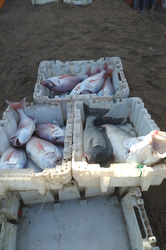 Vente directe de poissons marché couvert  - Bouznika