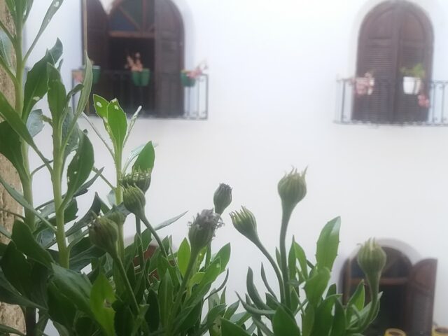 جمعية درادب عين حياني (لطلب الحلويات) Association Dradeb Ain Hayani - Tanger - +212 626-014098
