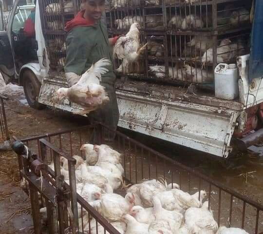 دجاج النور مديونة - Mediouna - +212 673-966174