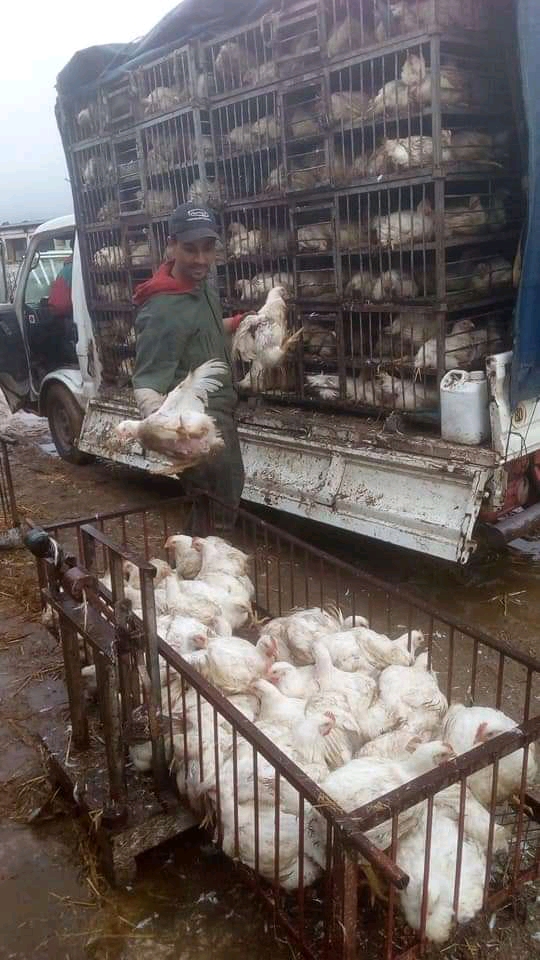 دجاج النور مديونة  - Mediouna