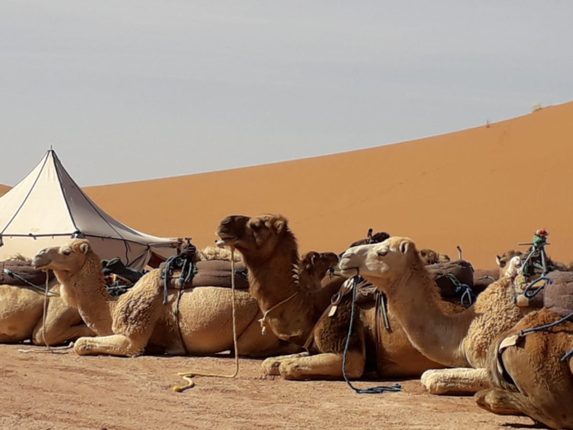 Désert boussole - Zagora - +212 669-863414