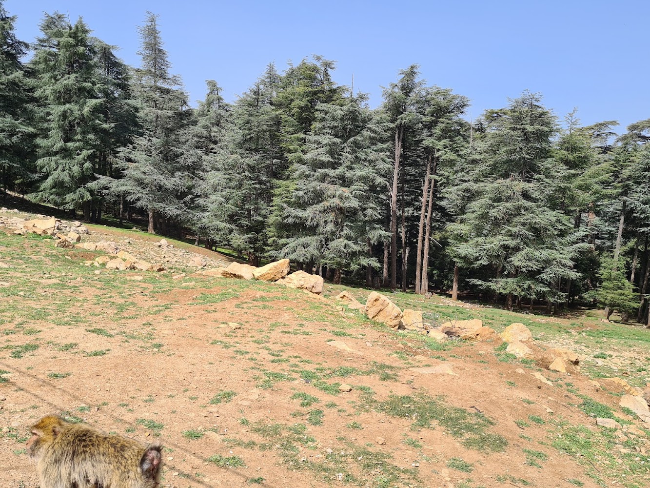 Club ski ifrane - Ifrane
