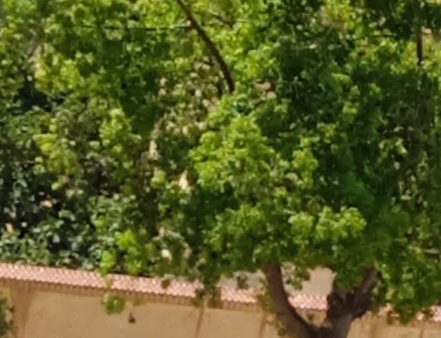 Mourad - Oujda - +212 667-109479