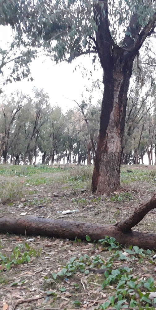 Forêt de Wislane - Meknès