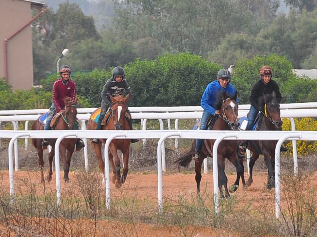 HARAS AL ASIL - Oujda -