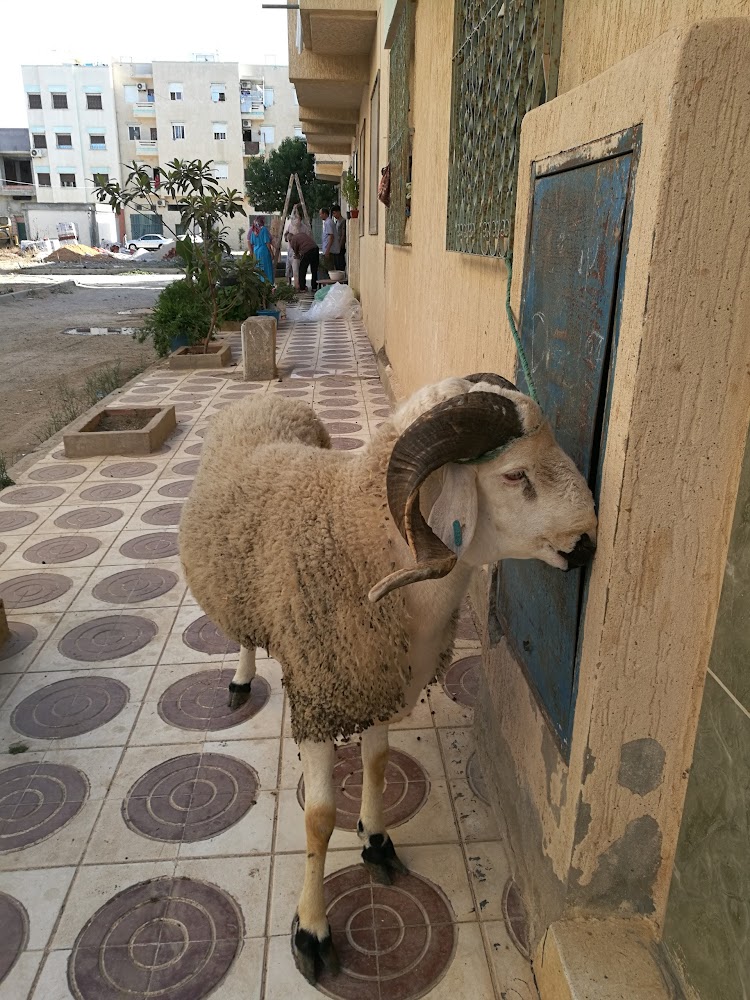 Maison Fayssal El Bou - Ksar El-Kébir