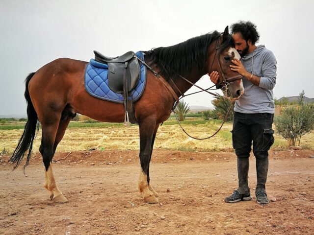 Atlas Horses - Ouarzazate - +212 635-041787