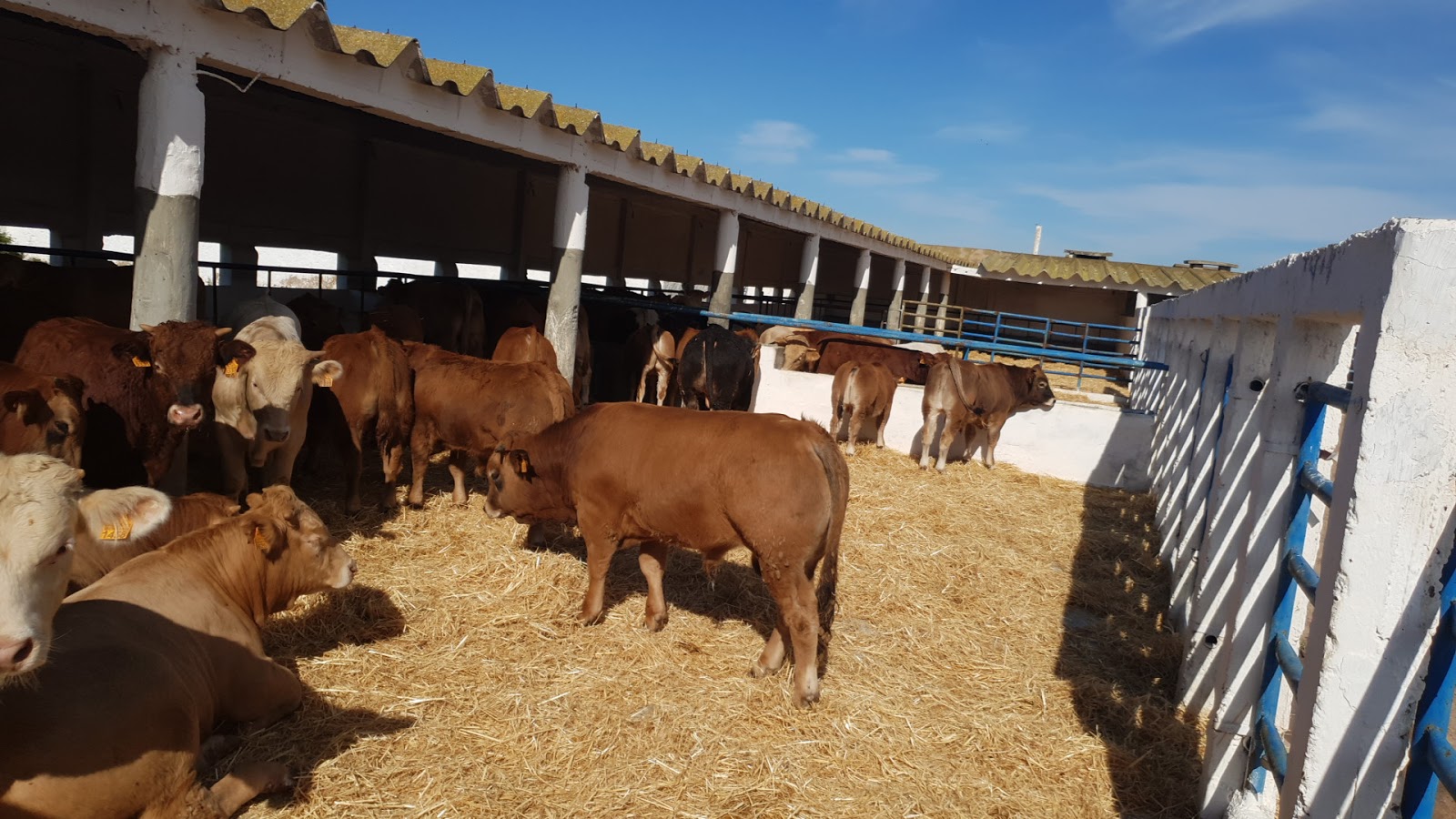 ferme menou - El Jadida