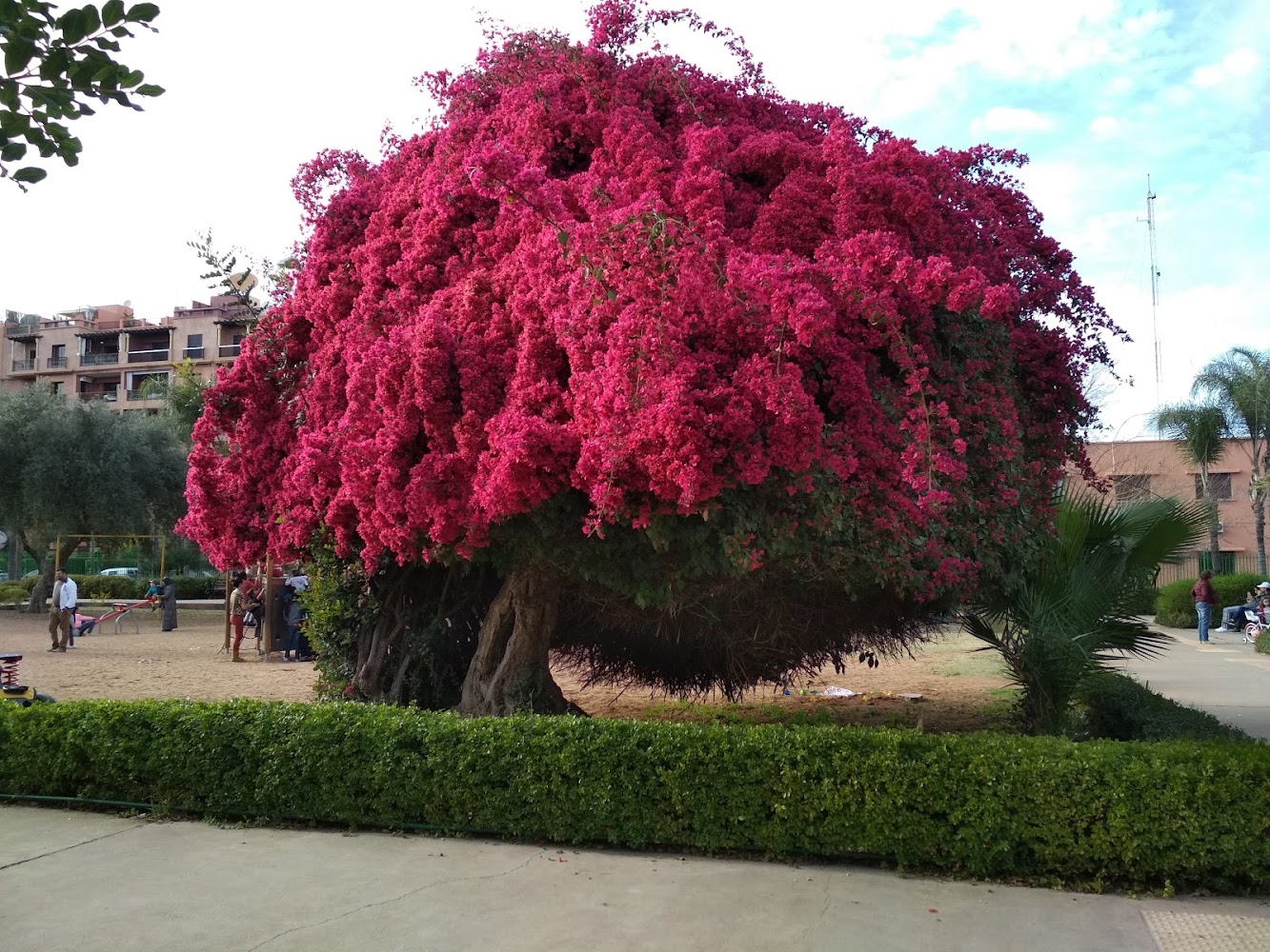 Parc El Harti - Marrakech - +212 665-958482