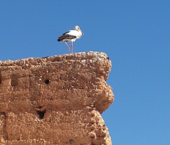 ETIGE MEKNES - Meknès - +212 5355-23778