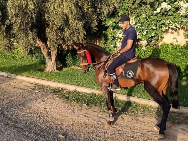 Club Abraj Atlas D'équitation - Marrakech - +212 770-152686