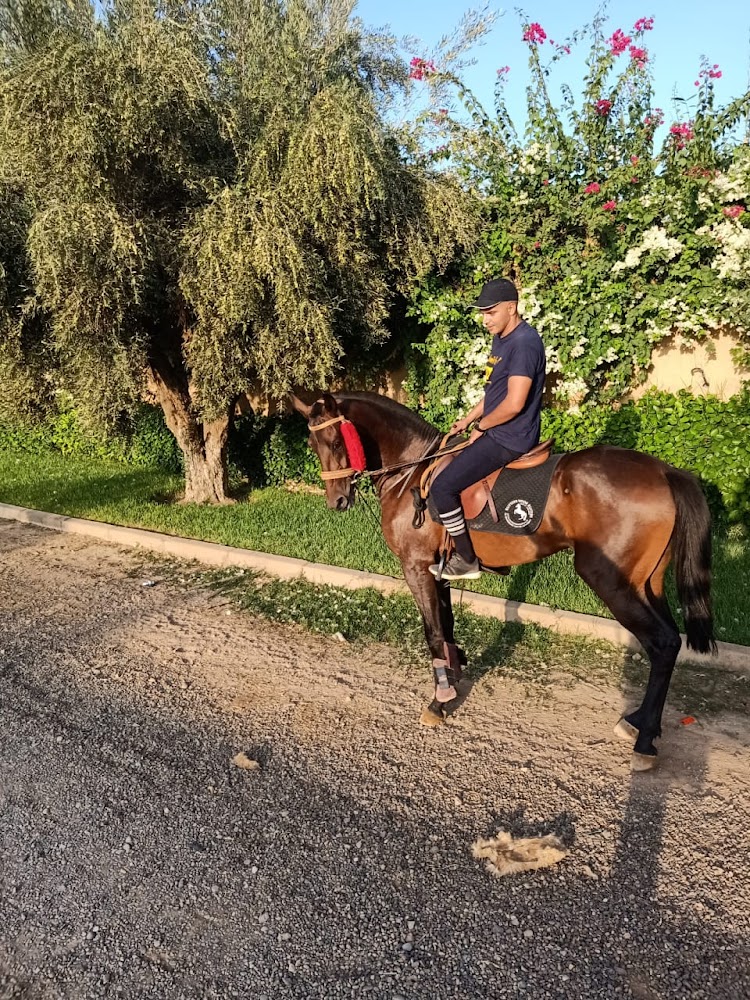 Club Abraj Atlas D'équitation - Marrakech