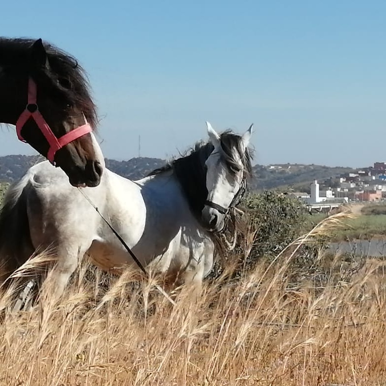 Les cavaliers d'Essaouira - Essaouira