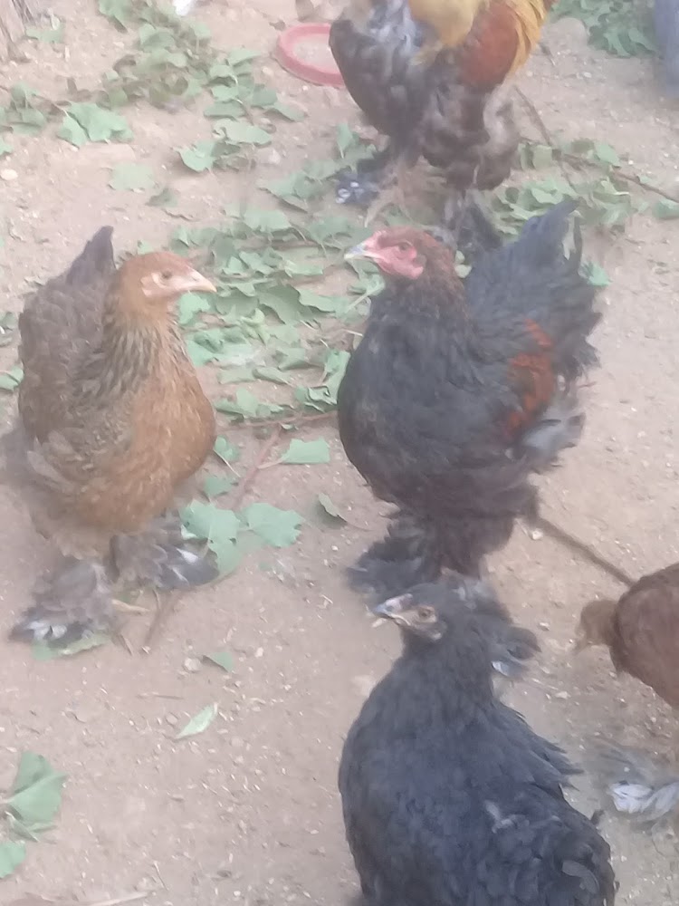 ANNAOUI NABIL - Oued Zem