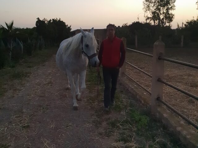Shahada Stud - Sidi Smaïl - +212 623-360845