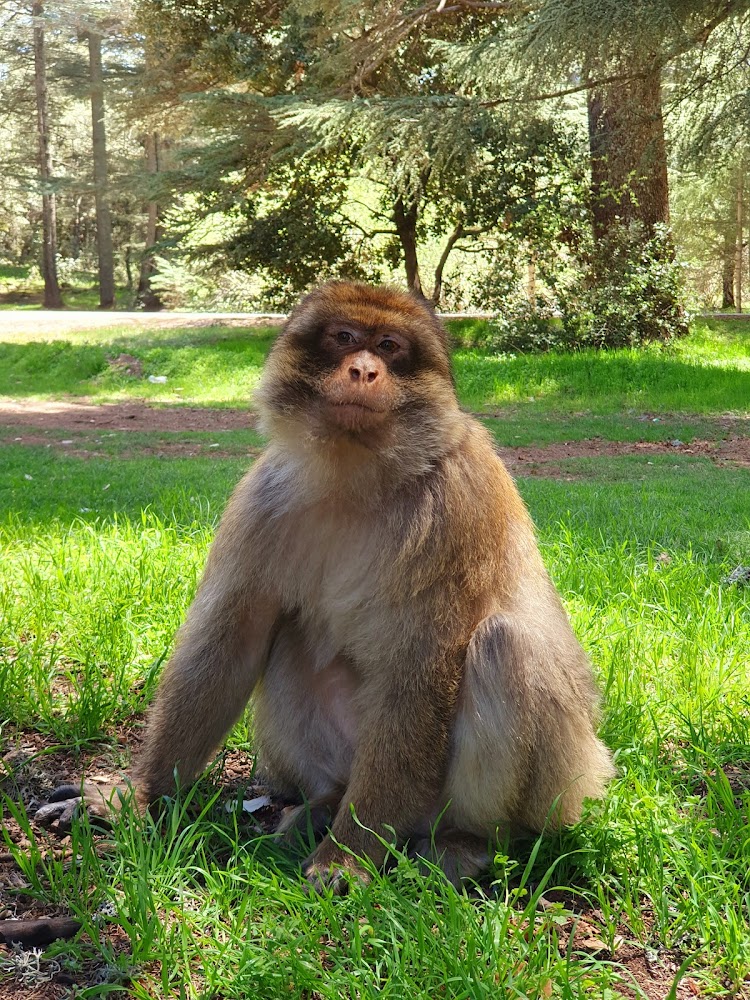Forêt d'Azrou - Azrou