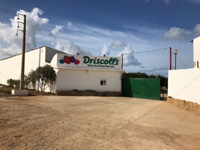 Driscoll's - office & warehouse Morocco (Moulay Bousselham) - Moulay Bousselham, Kenitra - +212 5379-04032