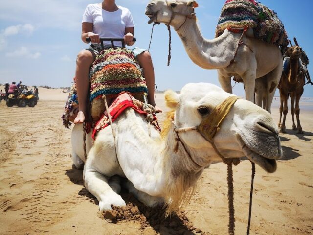 Lima Dromadaire - Essaouira - +212 668-189220